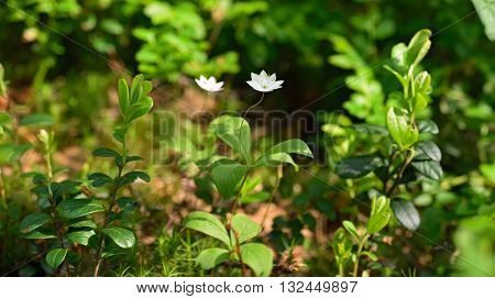 Blooming of Trientalis europaea plant in forest