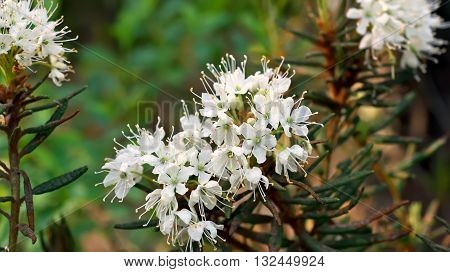 Ledum palustre (Rhododendron tomentosum) plant in forest close up view