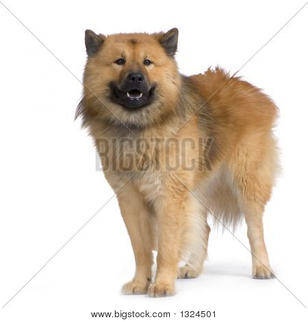 Eurasier