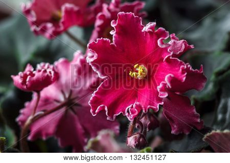 African violet (red saintpaulia ionantha) houseplant closeup.