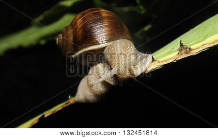 Close up of snail on the leave of agave