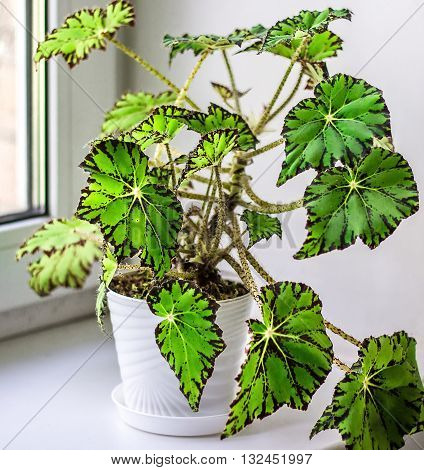 Beautiful Begonia in white flowerpot on windowsill. Genus of perennial flowering plants in the family Begoniaceae. Hybrid begonia Tiger Paws or Eyelash Begonia with green and red leaf pattern.