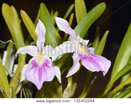 Outstanding Miltonia Orchid - Miltonia spectabilis var. moreliana From Brazil