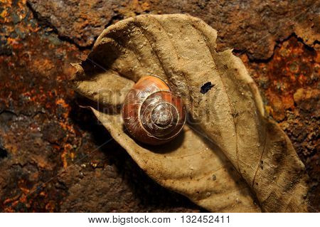 snail sleeping on a old leave of rusty iron in the background