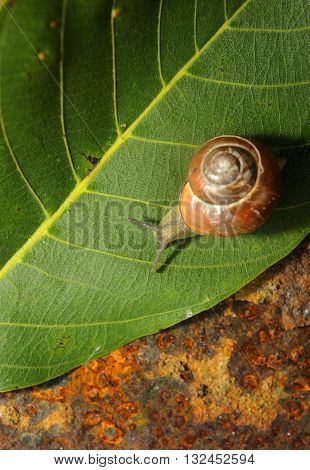 snail crawling on a green leave of rusty iron in the background