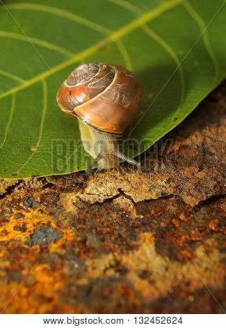 snail crawling on a green leave of rusty iron in the background