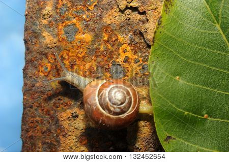 snail crawling on a green leave of rusty iron in the background