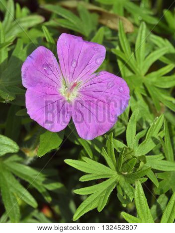 Bloody Cranesbill - Geranium sanguineum with Water Drops