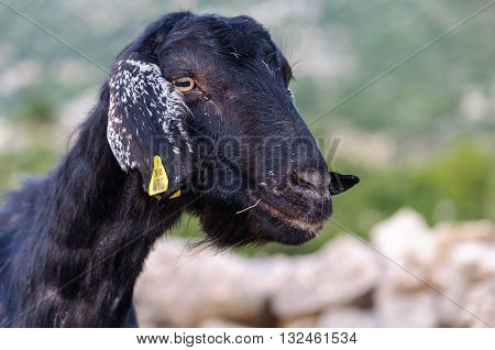 Portrait of Black Goat with Small Horns