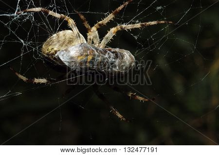 a cross spider is wrapping a hornet, that get caught in its web, with silk we still can see the hornet through the silk