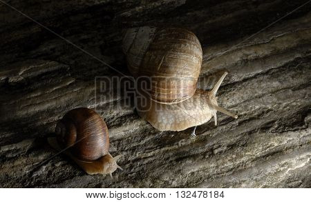 Family of snails crawling on rock at night