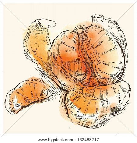 Hand drawn vector sketch of orange. Orange juice. Orange products.