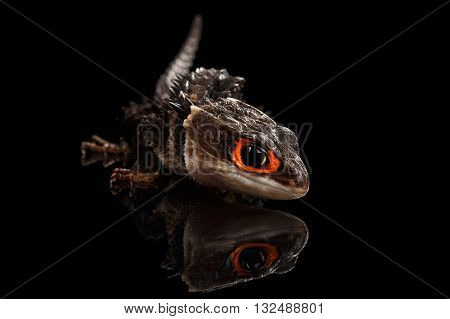 Closeup Red-eyed crocodile skink tribolonotus gracilis isolated on Black background