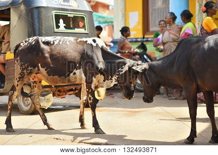 GOKARNA KARNATAKA INDIA - JANUARY 29 2016: Two bulls butting each other in the street  in Gokarna city