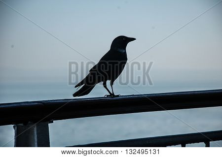 #Crow #Bozcaada #Tenedos #Sea #Blue #Island #Freedom