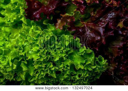 Fresh bunch of lollo rosso salad leaves green red and wet on lettuce background