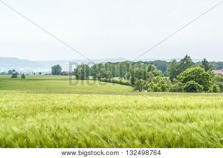 idyllic rural springtime scenery with grainfield around a small village in Hohenlohe a district in Southern Germany