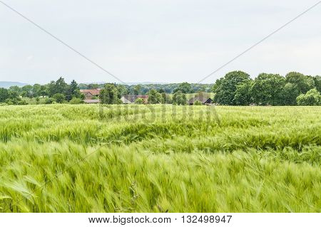 idyllic rural springtime scenery with grainfield around a small village in Hohenlohe a district in Southern Germany