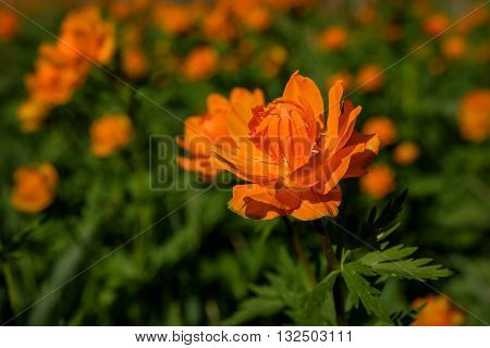 Beautiful bright floral background of orange flowers of Trollius asiaticus on green meadow