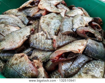 close up Oreochromis niloticus fish for cooking