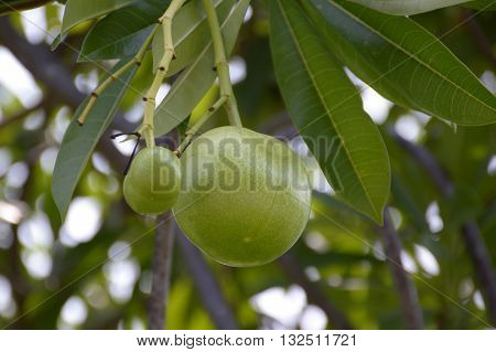 close up fresh green Cerbera odollam fruit in nature garden