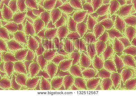 solenostemon scutellaides leaves abstract pattern for background