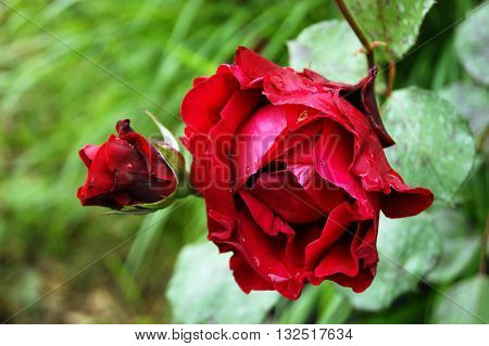 Flower red rose on a green background