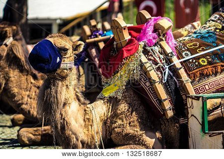 A camel in Cappadocia waiting for the day's rides