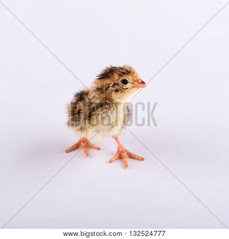 One Day Old Brown Quail On White Board