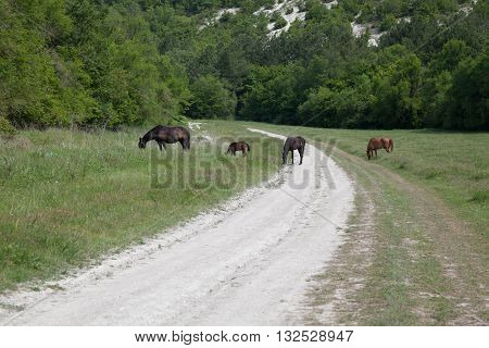 horses graze beside the road and forest and mountains