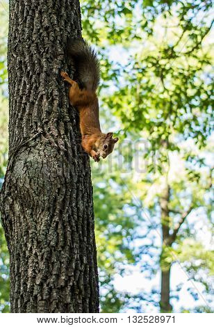 redhead squirrel is sitting head down on a tree eat a nut holding the its by forepaws on the background of greenery