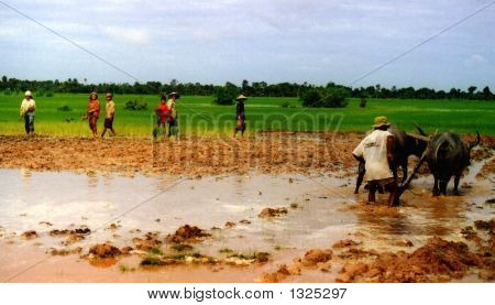 obhospodařováno neloupané rýže v Siĕmréab