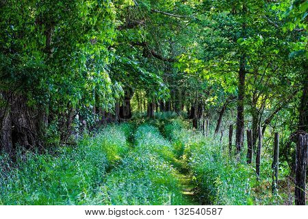Sun setting on road less traveled; grassy tree lined road at sunset