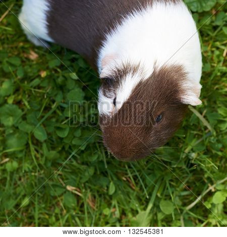 Guinea pig eating grass outside in the garden. Guinea pig (Cavia porcellus) is a popular household pet.