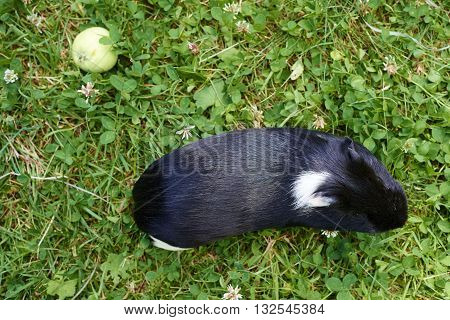 Guinea pig eating grass outside in the garden. Guinea pig (Cavia porcellus) is a popular household pet.