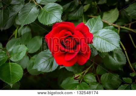 in a charming garden in the spring with a beautiful red flower aroma