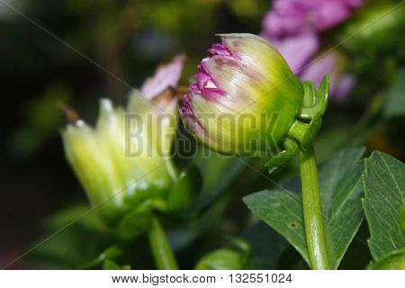 dalia sapling is a flower of the garden there are several colors this is pink you can see details such as the different colors from pink to lilac yellow and green