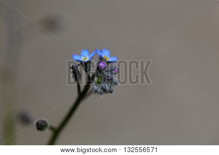A water forget-me-not or true forget-me-not (Myosotis scorpioides).