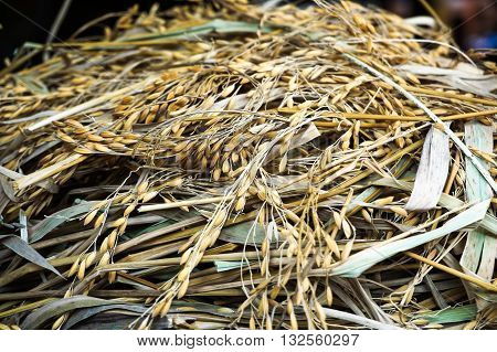 Pile of paddy in brown shell from Papar,Sabah,Malaysia ready to process as mass product.