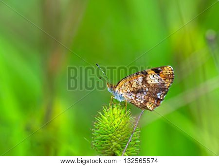 A closer photo of Silvery Checkerspot butterfly