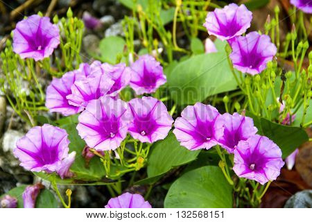 purple Ipomoea pes-caprae Sweet ( Ipomoea pes-caprae (L.) R.Br.) on old concrete