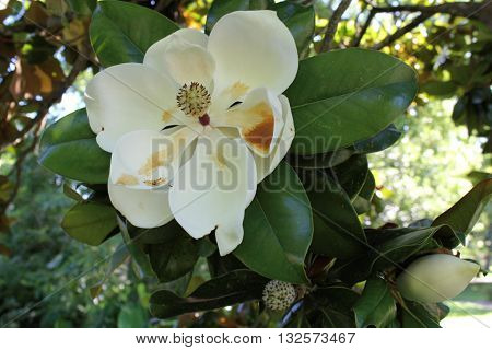 Large southern magnolia bloom with second bud.
