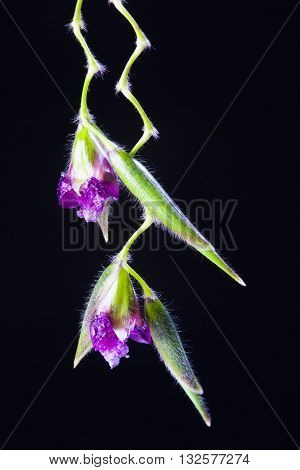 lose up of Thalia dealbata J.fraser. flower