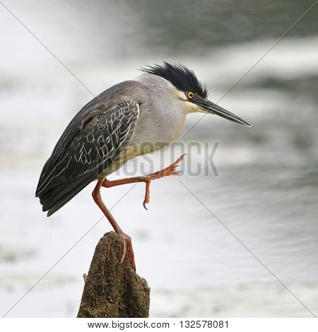 Striated Heron Stretching Its Leg - Panama