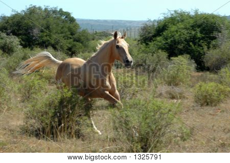 ม้า galloping