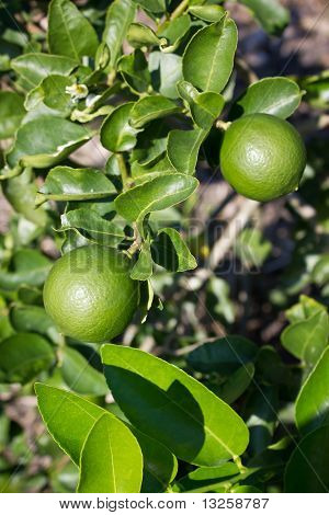limon meyve