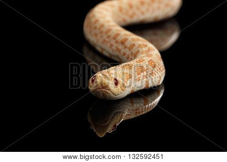 Closeup Pink pastel Albino Western Hognose Snake Heterodon nasicus isolated on black background