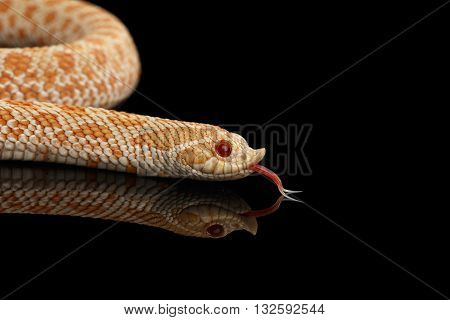 Closeup Pink pastel Albino Western Hognose Snake Heterodon nasicus isolated on black background