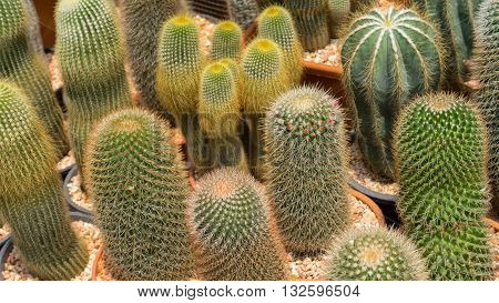 Cactus Is A Member Of The Plant Family Cactaceae Within The Order Caryophyllales