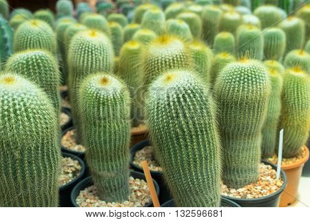 Cactus Is A Member Of The Plant Family Cactaceae Within The Order Caryophyllales